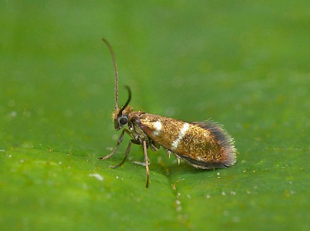 Micropterix aruncella