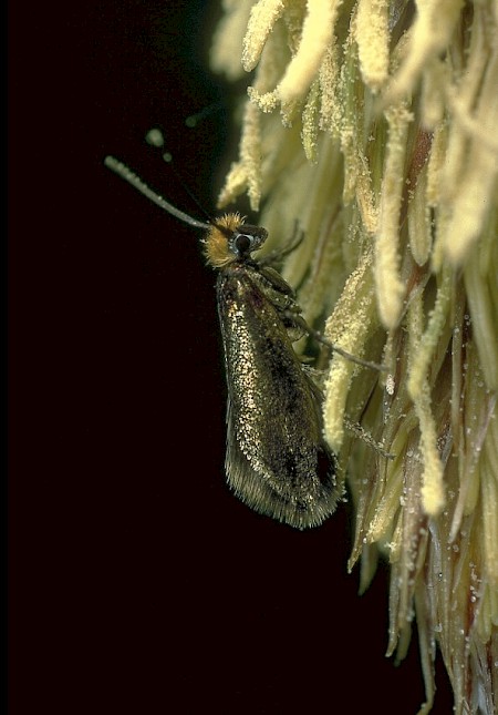 Micropterix calthella