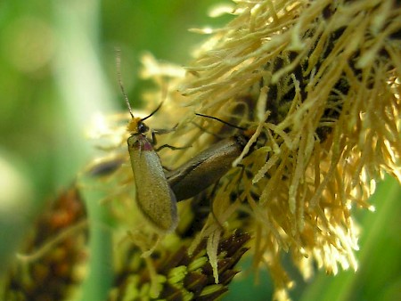 Micropterix calthella