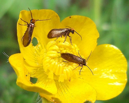 Micropterix calthella