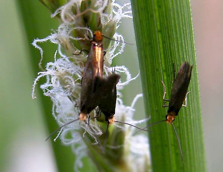 Micropterix calthella