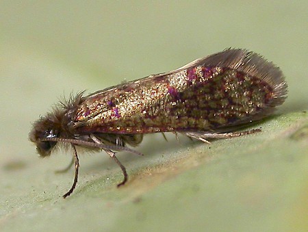 Paracrania chrysolepidella