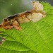 Leaf mine on Corylus • © Ben Smart