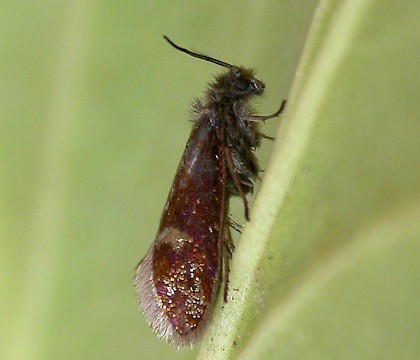 Adult &bull; Astley Moss, Lancashire; leg. K. McCabe, gen. det. S.M. Palmer &bull; &copy; Ben Smart