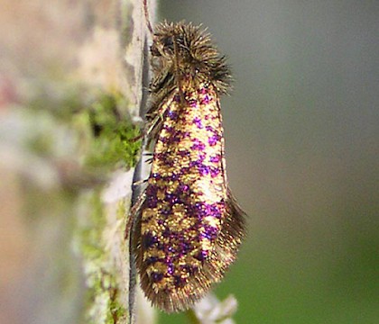 Adult &bull; ex. leafmine, Chorlton, Greater Manchester &bull; &copy; Ben Smart