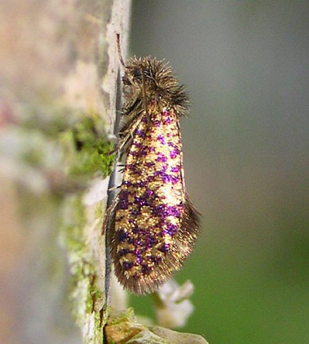 Eriocrania sparrmannella