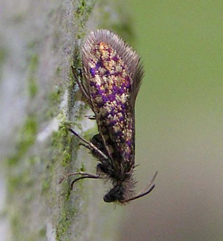 Eriocrania cicatricella