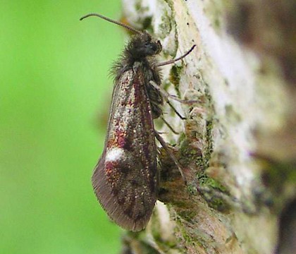 Adult &bull; ex. Leafmine, Chorlton, G. Manchester &bull; &copy; Ben Smart