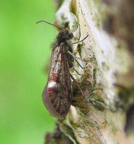 Eriocrania semipurpurella