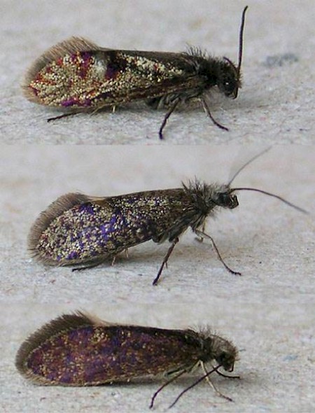 Eriocrania semipurpurella