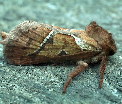 Hepialidae