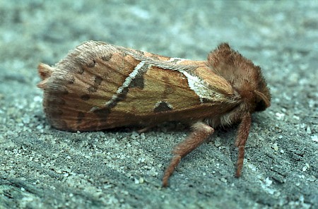 Orange Swift Triodia sylvina