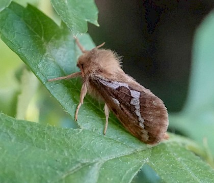 Adult &bull; Littleborough, Lancashire &bull; &copy; Ian Kimber