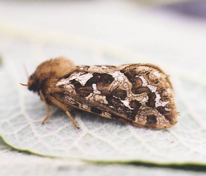 Adult &bull; Littleborough, Lancashire &bull; &copy; Ian Kimber