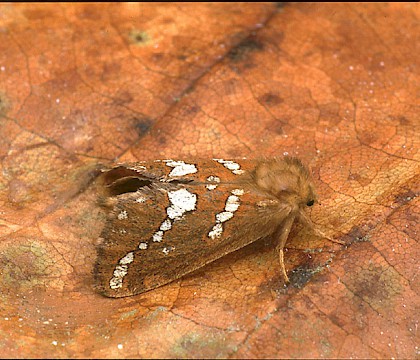 Male &bull; Dorset &bull; &copy; Paul Harris