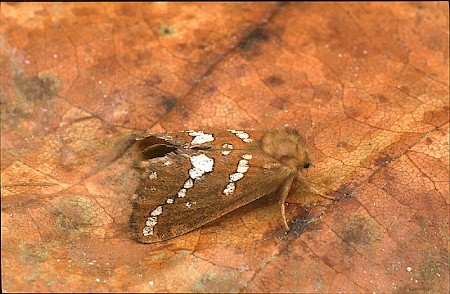 Gold Swift Phymatopus hecta