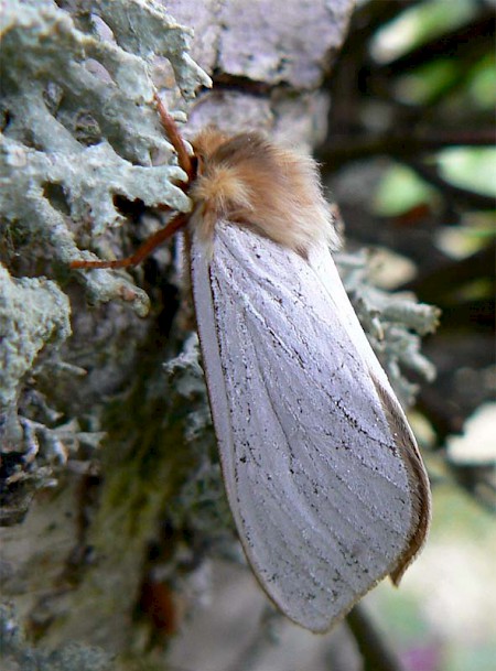 Ghost Moth Hepialus humuli