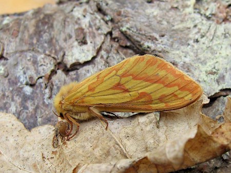 Ghost Moth Hepialus humuli