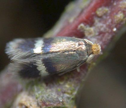 Nepticulidae