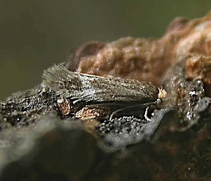 Adult &bull; North Dean, Halifax, W. Yorks; det. HEB &bull; &copy; Charlie Streets