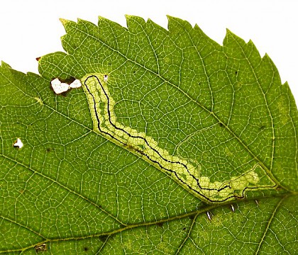 Mine on Betula &bull; Littleborough, Lancashire &bull; &copy; Ian Kimber