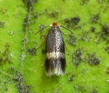 Adult &bull; Lindow Common, Cheshire &bull; &copy; Ben Smart