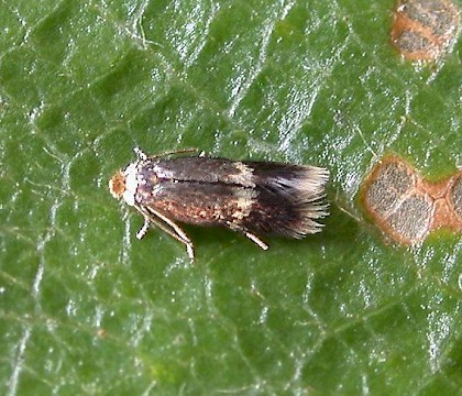 Adult &bull; Littleborough, Lancashire &bull; &copy; Ian Kimber