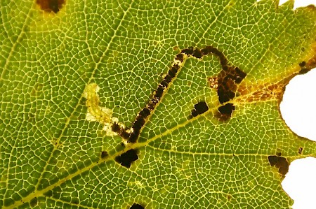 Stigmella luteella