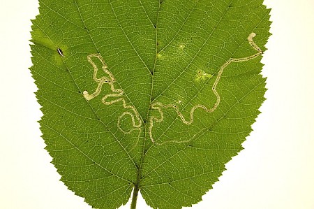 Stigmella microtheriella