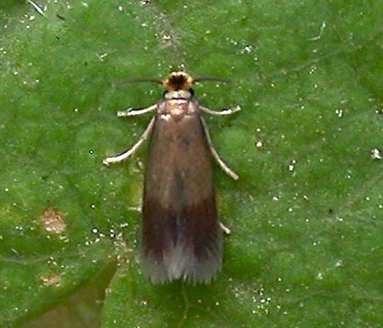 Adult &bull; Chorlton, Greater Manchester. Reared from mine on Rosa. &bull; &copy; Ben Smart