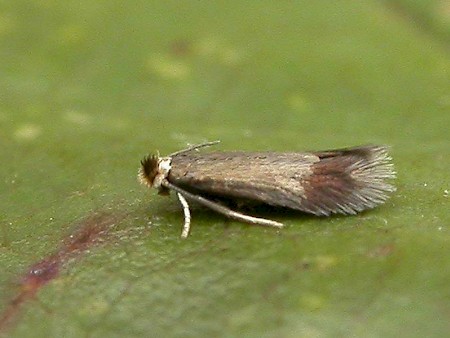 Rose Leaf Miner Stigmella anomalella