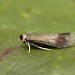 Adult • Druridge Bay, Northumberland, ex. Mine on R. pimpinellifolia • © Tom Tams