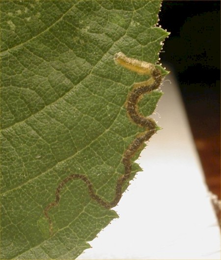 Rose Leaf Miner Stigmella anomalella