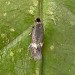 Adult • Druridge Bay, Northumberland, ex. Mine on R. pimpinellifolia • © Tom Tams