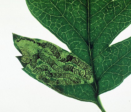 Mine on Crataegus &bull; Littleborough, Lancashire &bull; &copy; Ian Kimber