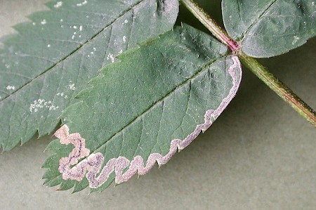 Stigmella nylandriella