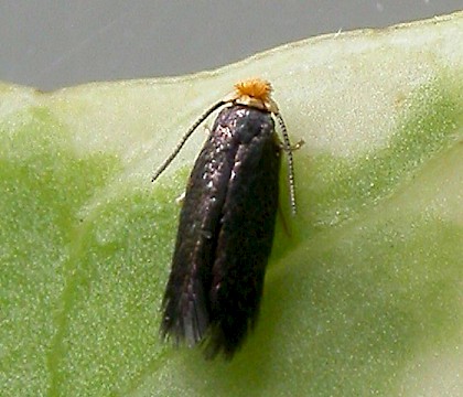 Adult &bull; Chorlton, Gtr. Manchester. Reared from mine &bull; &copy; Ben Smart