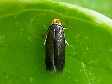 Stigmella oxyacanthella