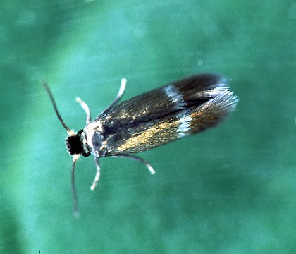 Adult &bull; Littleborough, Lancashire &bull; &copy; Ian Kimber