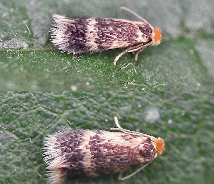 Adult &bull; Fleet, Hampshire, reared from larva &bull; &copy; Rob Edmunds