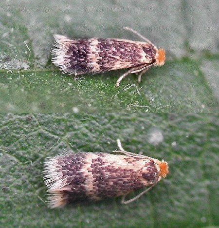 Stigmella floslactella