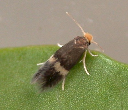 Stigmella tityrella