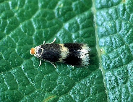 Stigmella salicis