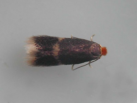 Stigmella salicis