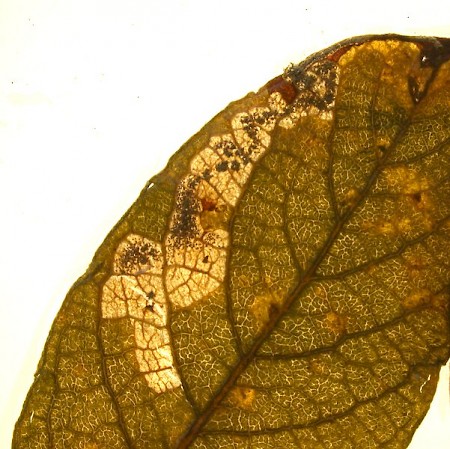 Stigmella salicis