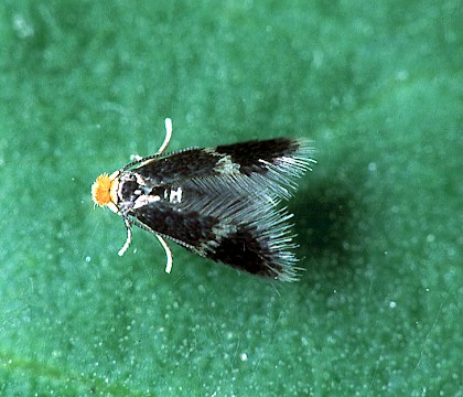 Adult &bull; Littleborough, Lancashire &bull; &copy; Ian Kimber