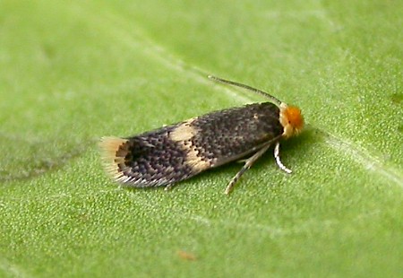 Stigmella obliquella