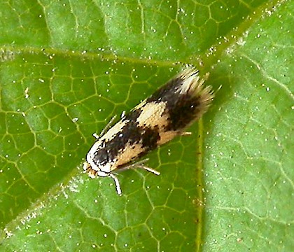 Adult &bull; Chorlton, Greater Manchester, reared from mine on Populus &bull; &copy; Ben Smart