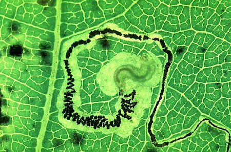 Stigmella trimaculella