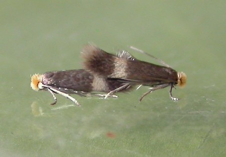 Stigmella sorbi